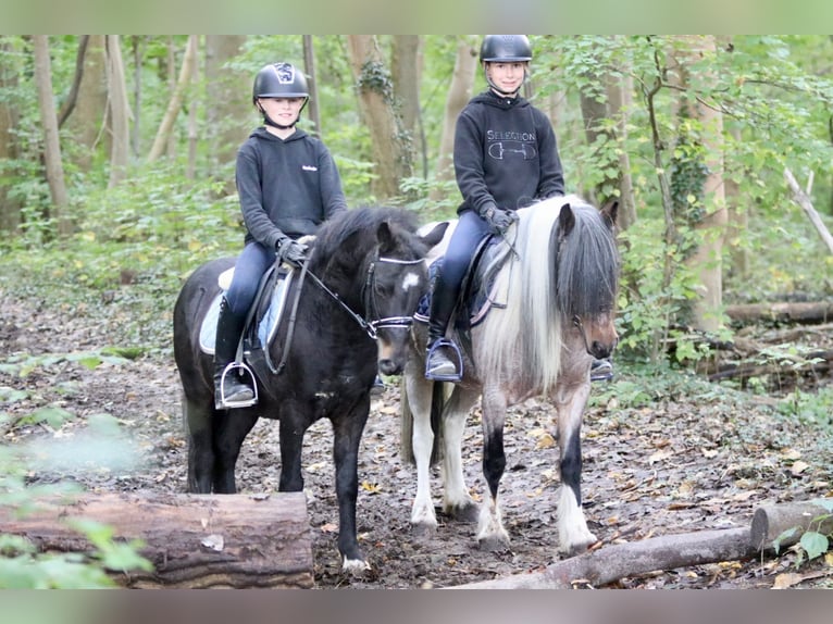 More ponies/small horses Gelding 5 years 12,1 hh Black in Bogaarden