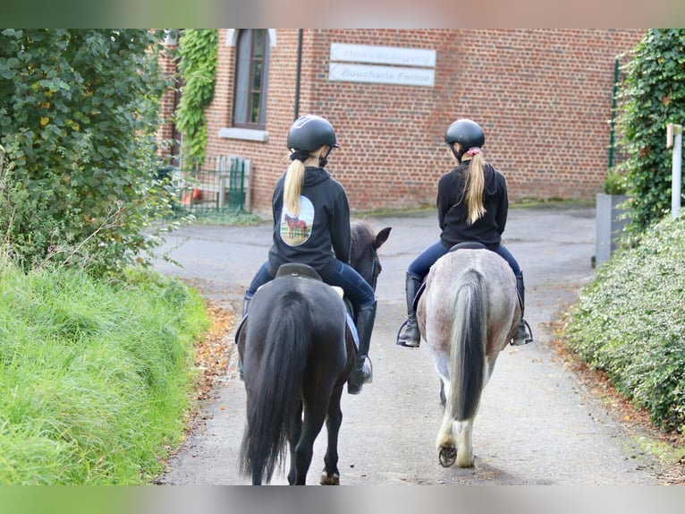 More ponies/small horses Gelding 5 years 12,1 hh Black in Bogaarden