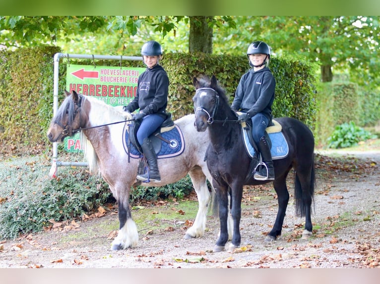 More ponies/small horses Gelding 5 years 12,1 hh Black in Bogaarden