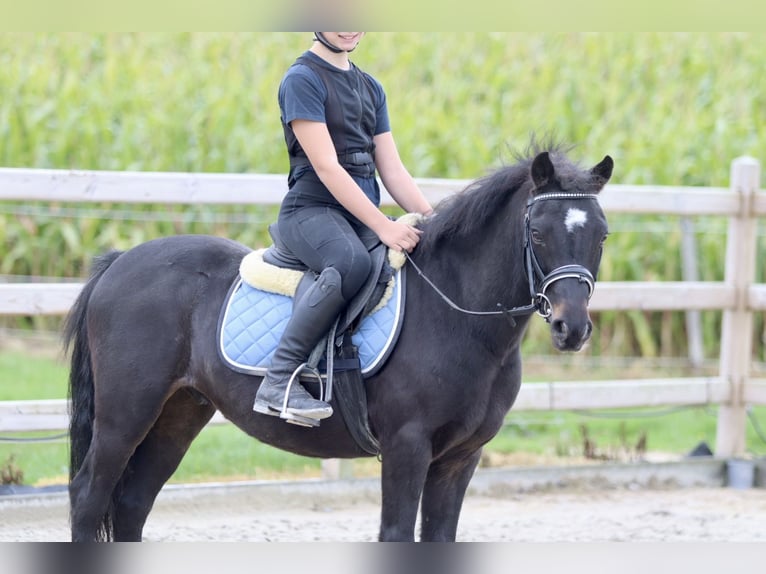 More ponies/small horses Gelding 5 years 12,1 hh Black in Bogaarden