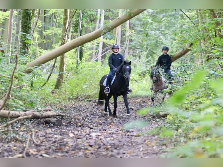 More ponies/small horses Gelding 5 years 12,1 hh Black in Bogaarden