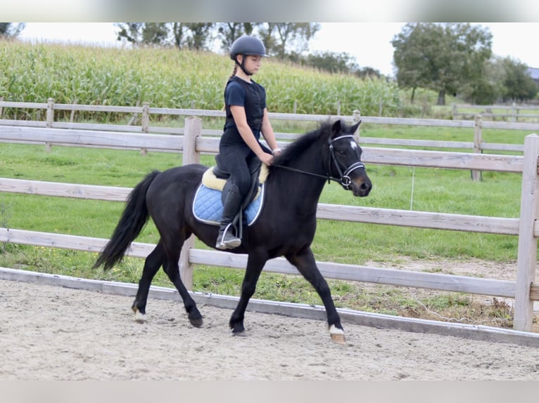 More ponies/small horses Gelding 5 years 12,1 hh Black in Bogaarden