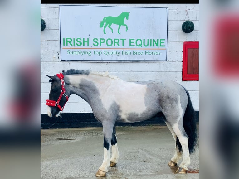 More ponies/small horses Gelding 5 years 12,2 hh Pinto in Mountrath