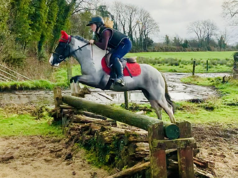 More ponies/small horses Gelding 5 years 12,2 hh Pinto in Mountrath