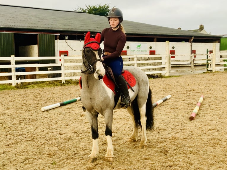 More ponies/small horses Gelding 5 years 12,2 hh Pinto in Mountrath