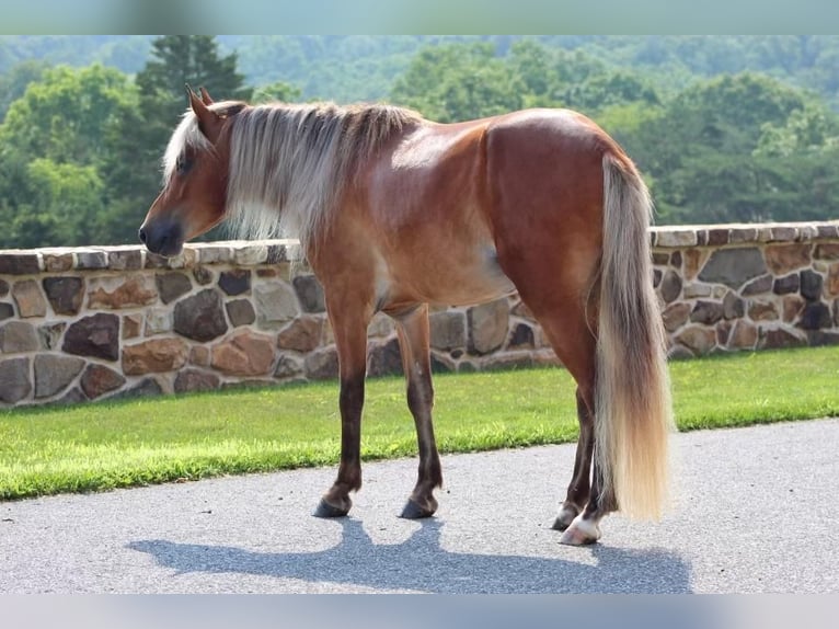 More ponies/small horses Gelding 5 years 12,2 hh Sorrel in Millerstown, PA