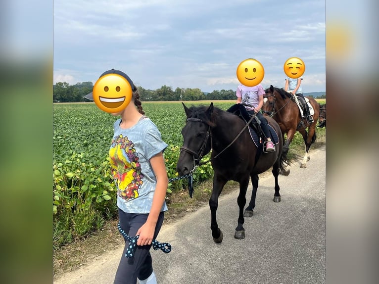 More ponies/small horses Gelding 5 years 13,2 hh Bay-Dark in St.Georgen am Ybbsfelde