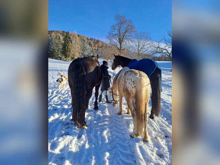 More ponies/small horses Mix Gelding 5 years 13,2 hh Leopard-Piebald in Thannhausen