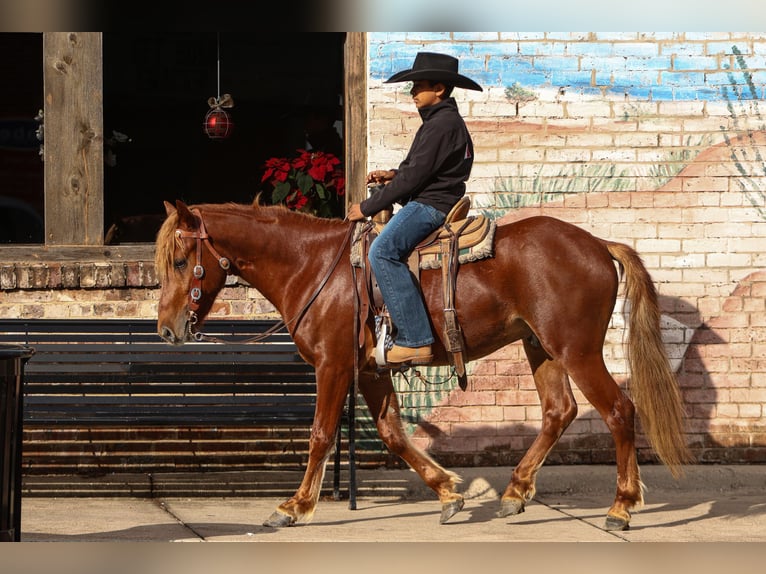 More ponies/small horses Gelding 5 years 13,2 hh Sorrel in Joshua, TX