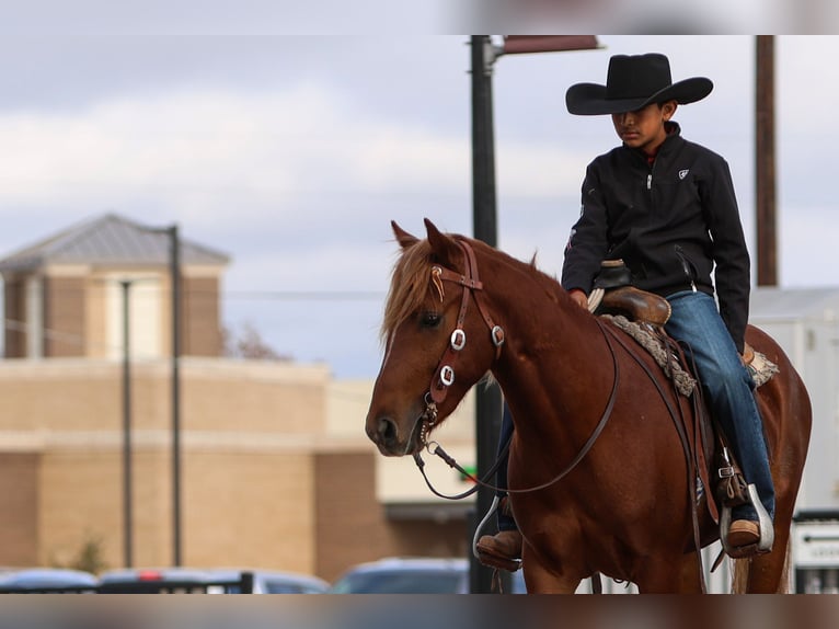 More ponies/small horses Gelding 5 years 13,2 hh Sorrel in Joshua, TX