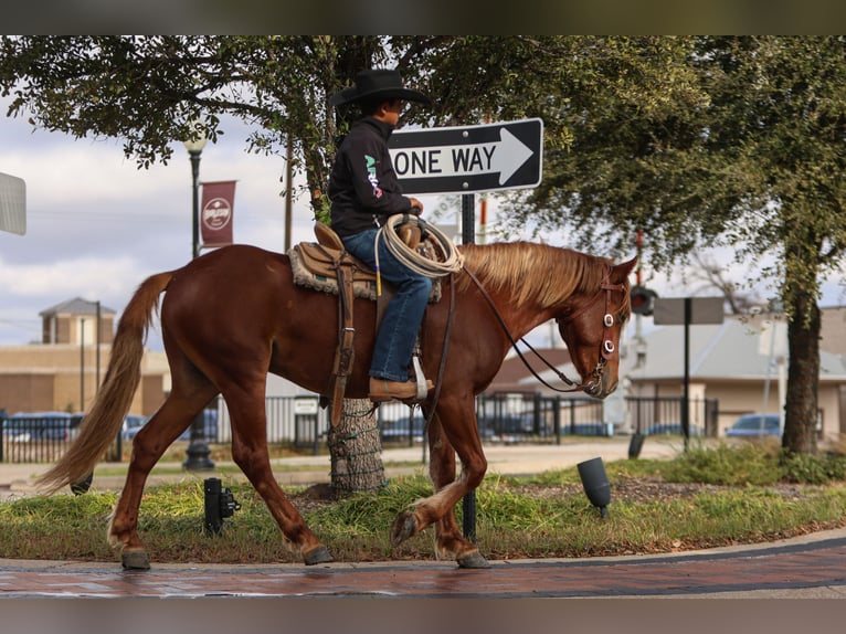 More ponies/small horses Gelding 5 years 13,2 hh Sorrel in Joshua, TX