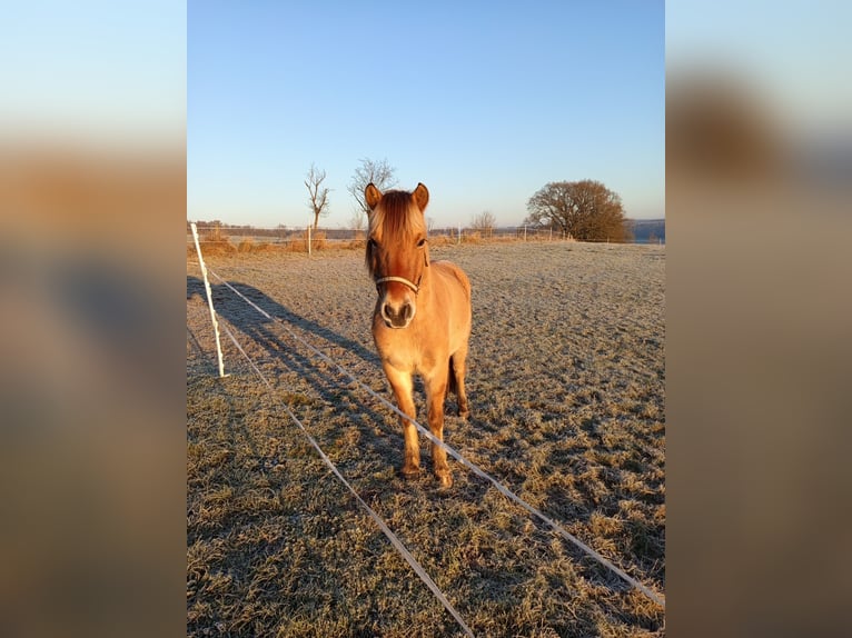 More ponies/small horses Mix Gelding 5 years 13,3 hh Dun in Wissen