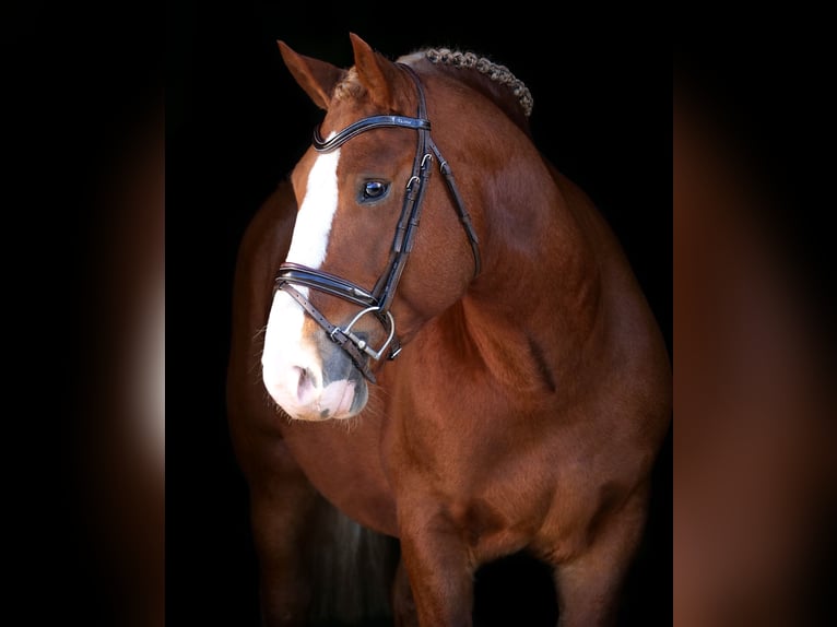 More ponies/small horses Gelding 5 years 14,1 hh Chestnut-Red in Dohren