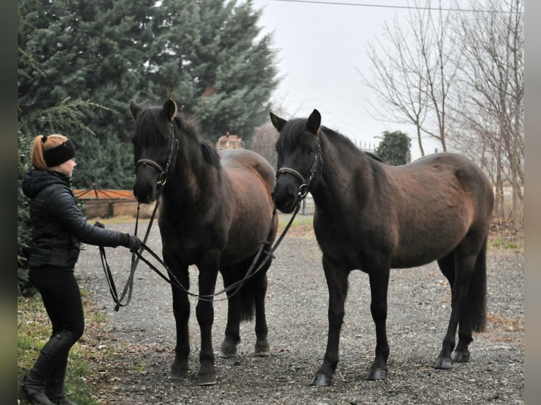 More ponies/small horses Gelding 5 years 14,1 hh Dun in Schattendorf