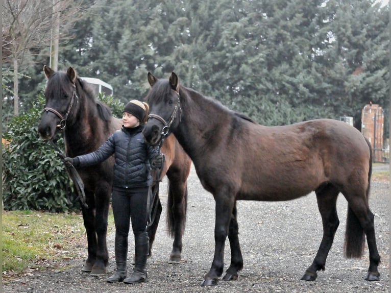 More ponies/small horses Gelding 5 years 14,1 hh Dun in Schattendorf