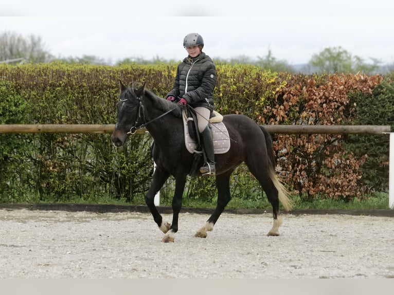 More ponies/small horses Gelding 5 years 14,1 hh Gray-Blue-Tan in Neustadt (Wied)