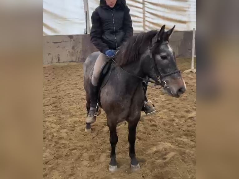 More ponies/small horses Gelding 5 years 14,1 hh in Deggendorf