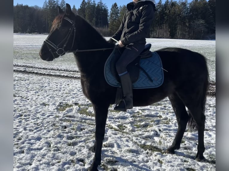 More ponies/small horses Gelding 5 years 14,2 hh Black in Tutzing