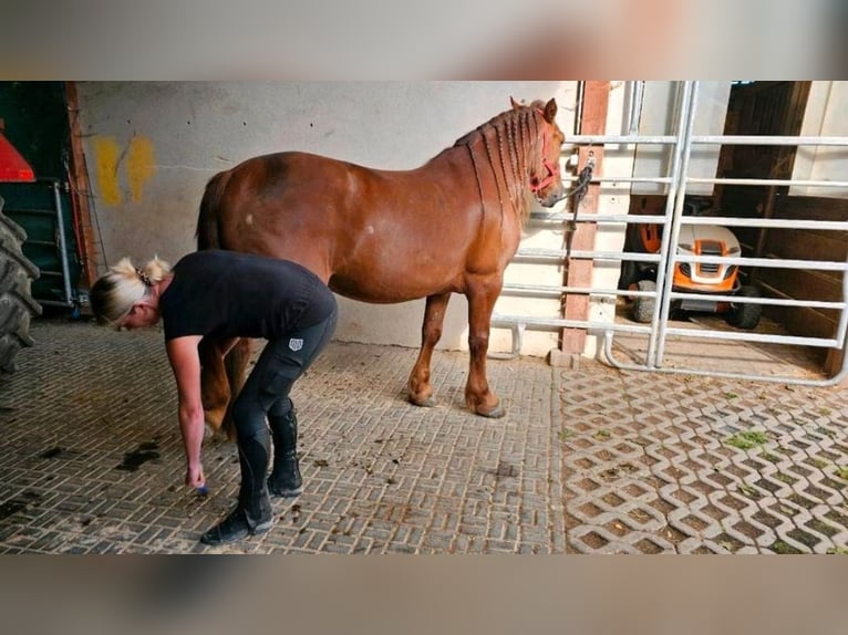 More ponies/small horses Gelding 5 years 14,2 hh Chestnut-Red in Bad Camberg