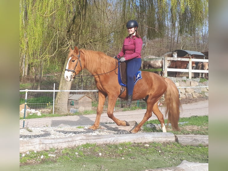 More ponies/small horses Gelding 5 years 14,2 hh Chestnut-Red in Bayerbach