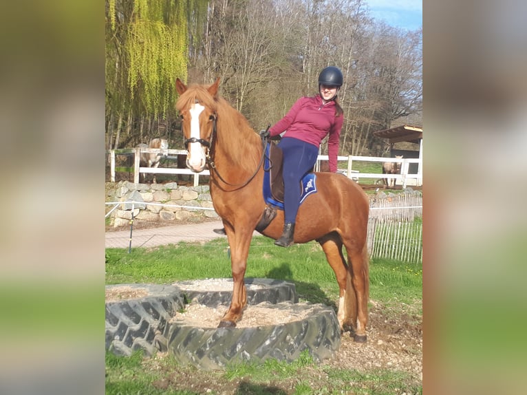 More ponies/small horses Gelding 5 years 14,2 hh Chestnut-Red in Bayerbach