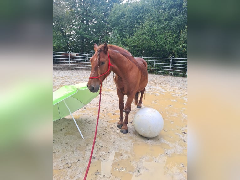 More ponies/small horses Gelding 5 years 14,2 hh Chestnut-Red in Bad Camberg