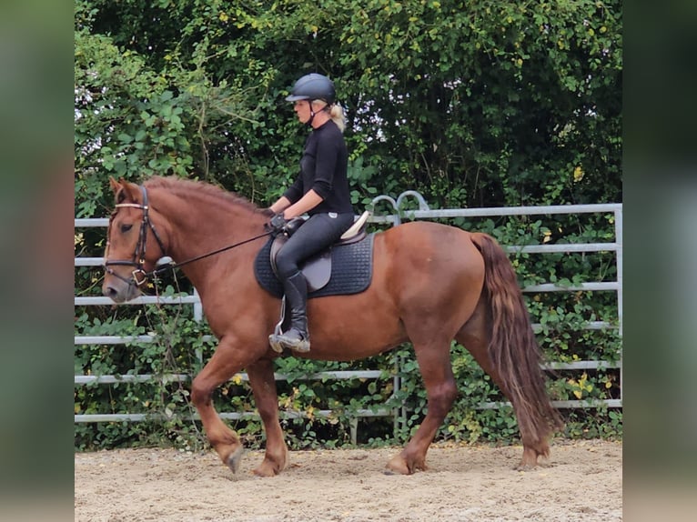 More ponies/small horses Gelding 5 years 14,2 hh Chestnut-Red in Bad Camberg