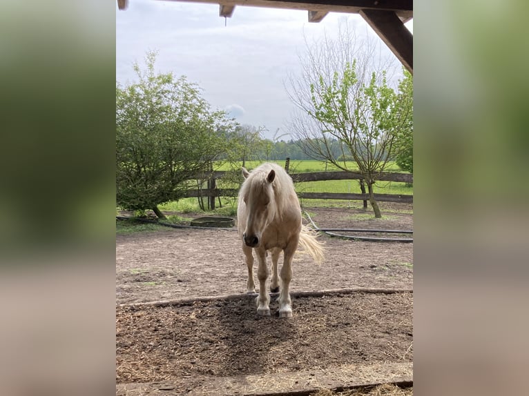 More ponies/small horses Mix Gelding 5 years 14,2 hh Palomino in Gescher