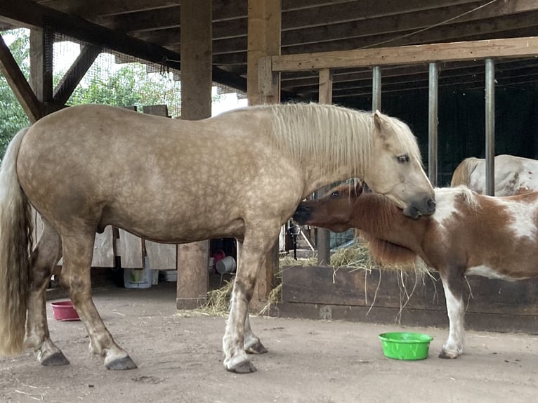 More ponies/small horses Mix Gelding 5 years 14,2 hh Palomino in Gescher