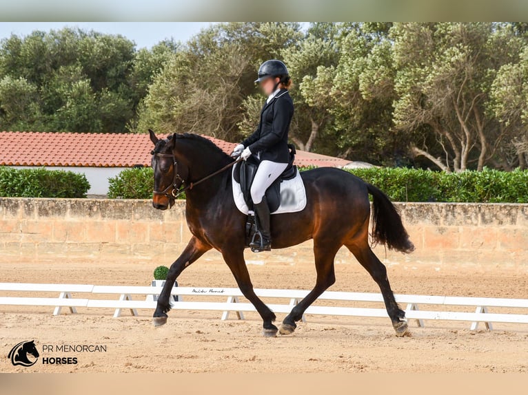 More ponies/small horses Gelding 5 years 14,3 hh Bay-Dark in Menorca