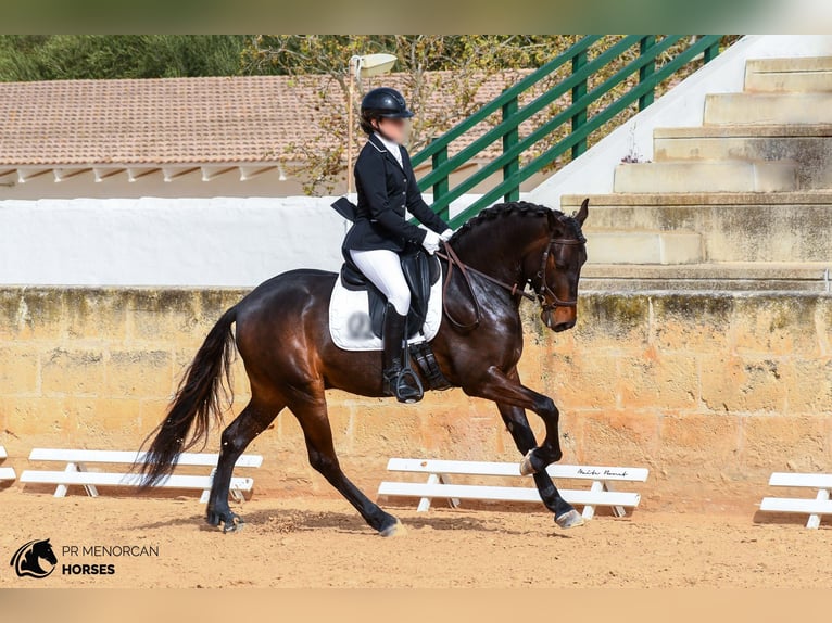 More ponies/small horses Gelding 5 years 14,3 hh Bay-Dark in Menorca