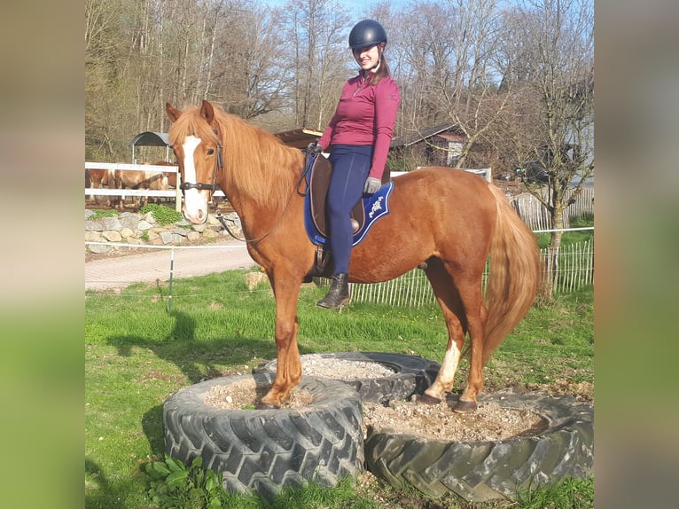 More ponies/small horses Gelding 5 years 14,3 hh Chestnut-Red in Bayerbach