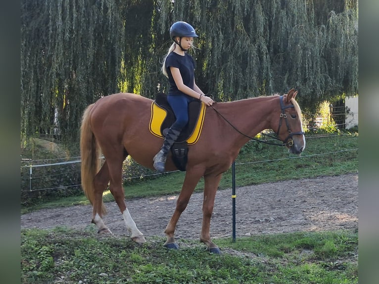 More ponies/small horses Gelding 5 years 14,3 hh Chestnut-Red in Bayerbach