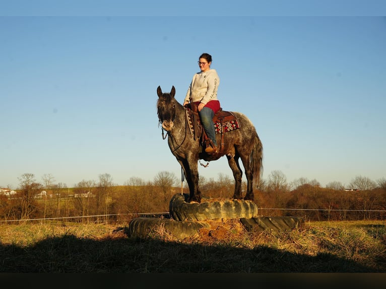 More ponies/small horses Mix Gelding 5 years 14 hh Roan-Blue in Fresno