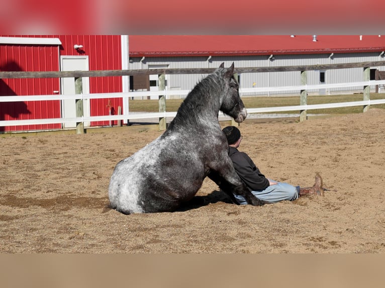 More ponies/small horses Mix Gelding 5 years 14 hh Roan-Blue in Fresno