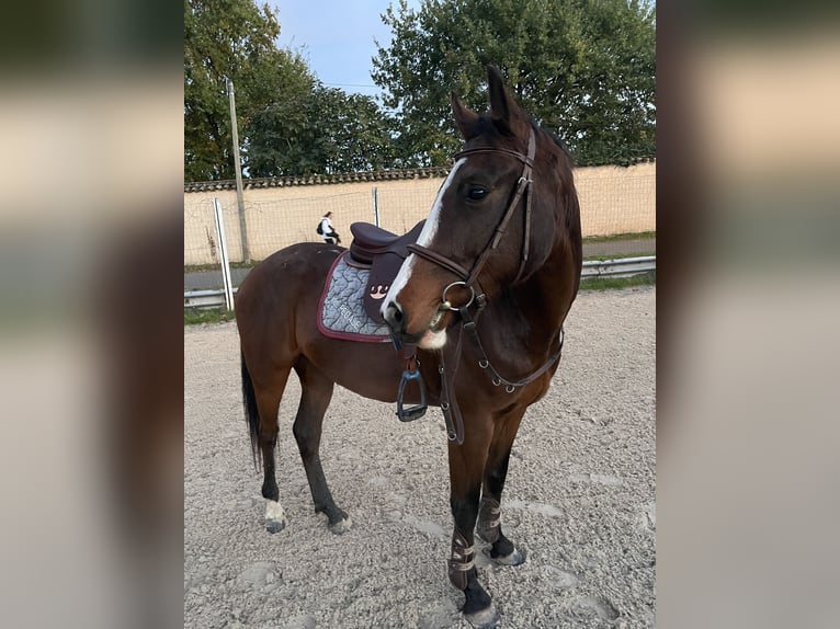 More ponies/small horses Gelding 5 years 15 hh Brown in Les Chères