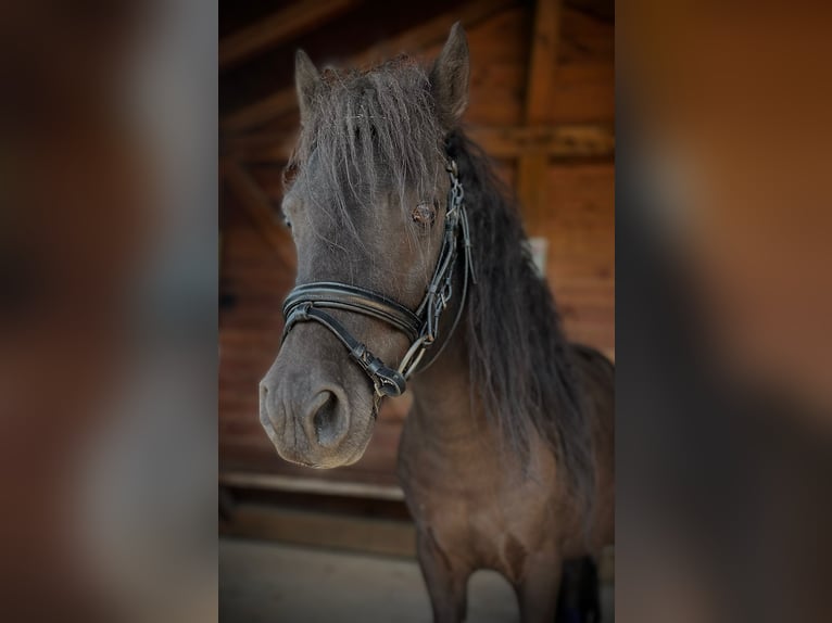 More ponies/small horses Gelding 5 years 9,1 hh Black in Babenhausen