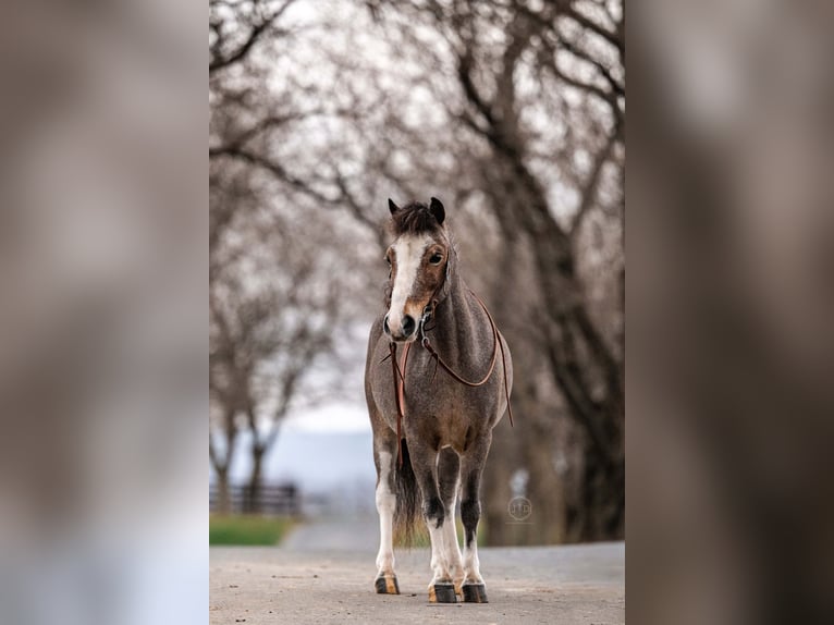 More ponies/small horses Gelding 5 years 9,1 hh Roan-Red in Lebanon