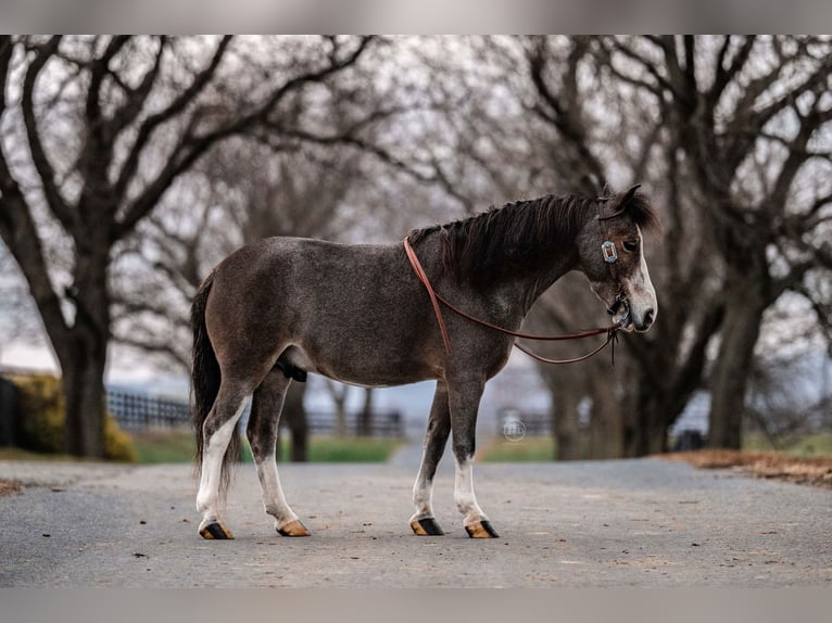 More ponies/small horses Gelding 5 years 9,1 hh Roan-Red in Lebanon