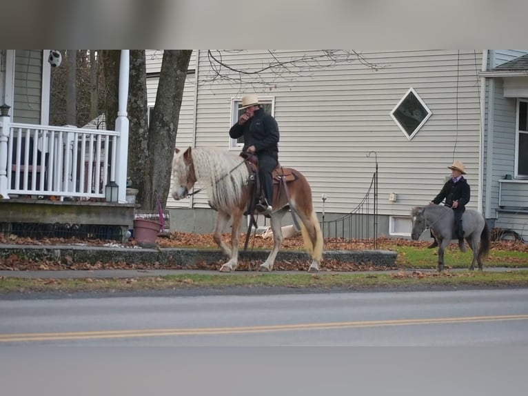 More ponies/small horses Gelding 5 years 9,2 hh in Rebersburg, PA