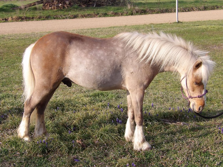 More ponies/small horses Gelding 5 years 9 hh Palomino in Antlers, OK