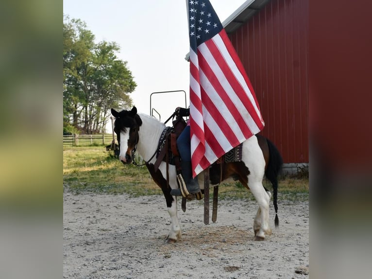More ponies/small horses Gelding 5 years 9 hh in Strasburg, OH