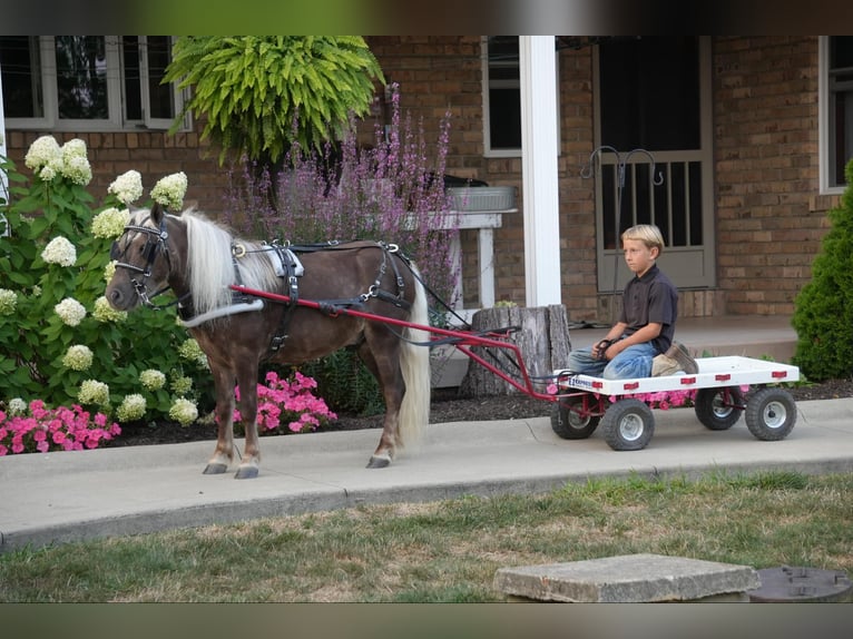 More ponies/small horses Gelding 5 years Palomino in Fresno