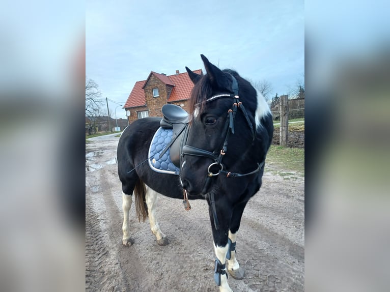 More ponies/small horses Gelding 5 years Pinto in Goßmar