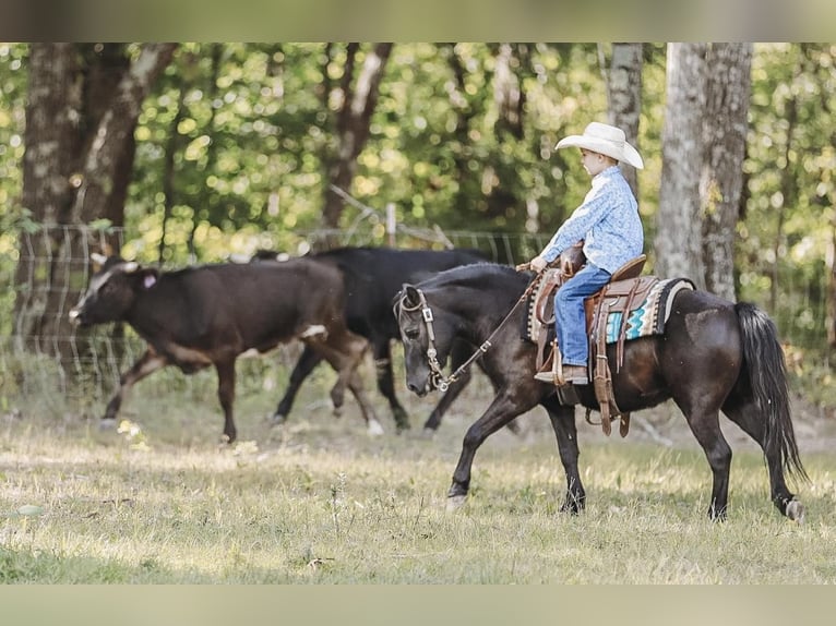 More ponies/small horses Gelding 6 years 10,1 hh Black in Lyles, TN