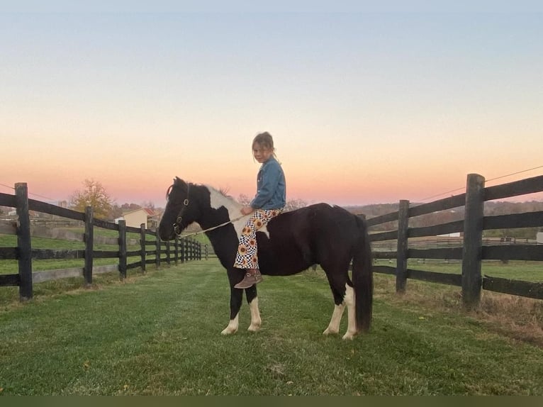 More ponies/small horses Gelding 6 years 11 hh in Lebanon, PA