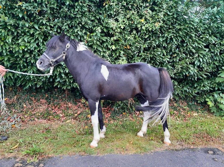 More ponies/small horses Gelding 6 years 12,1 hh in Nettersheim