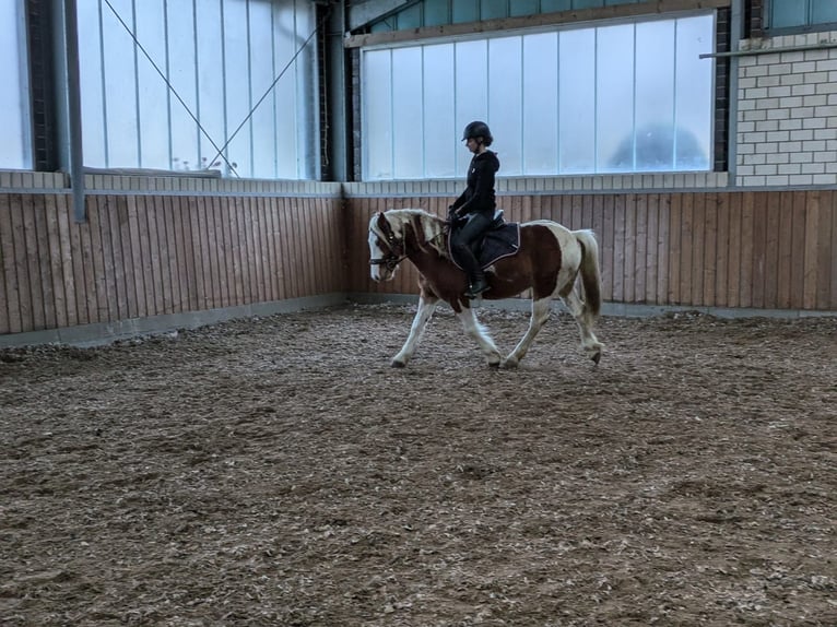 More ponies/small horses Mix Gelding 6 years 13,2 hh Pinto in Leer (Ostfriesland)