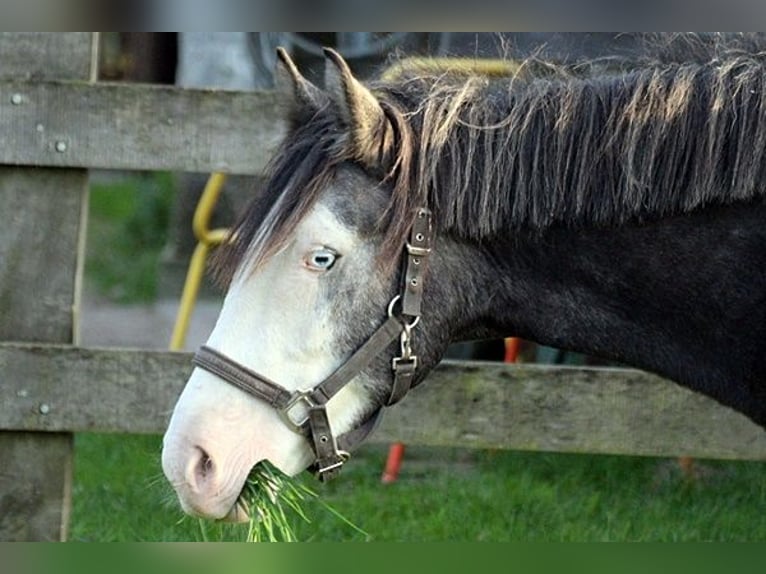 More ponies/small horses Mix Gelding 6 years 13,3 hh Gray-Dapple in Norderstedt