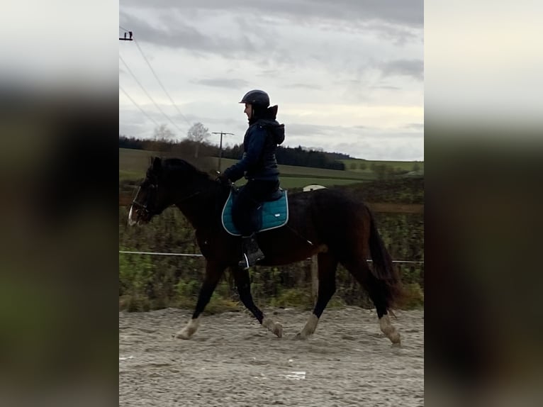 More ponies/small horses Gelding 6 years 14,1 hh Bay-Dark in Hohenthann